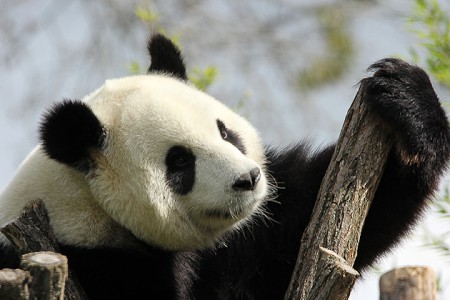 Panda uit Pairi Daiza